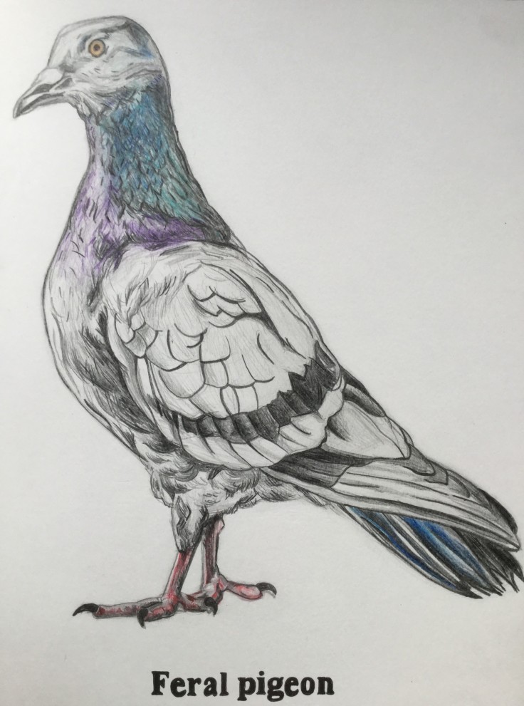 Marc Palmer - Feral Pigeon - graphisme